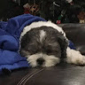 Meet your Posher, Grace